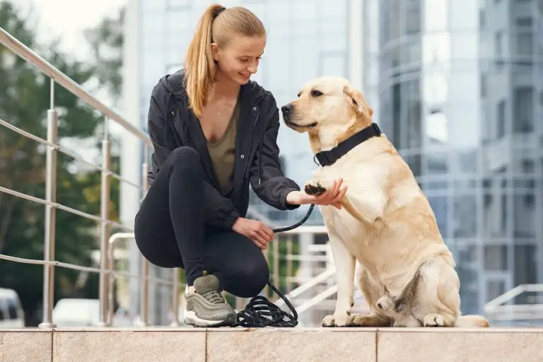 Blogs 4 Dog Training for Senior Dogs