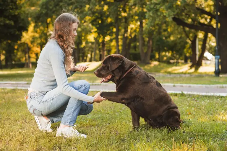 Dog Training in Marlborough, MA