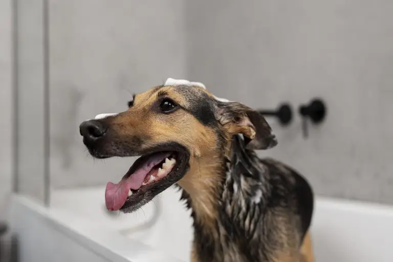 How Often Should You Bathe Your Dog
