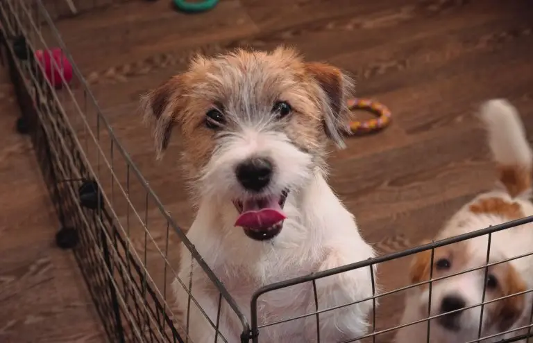 How to Crate Train a Dog