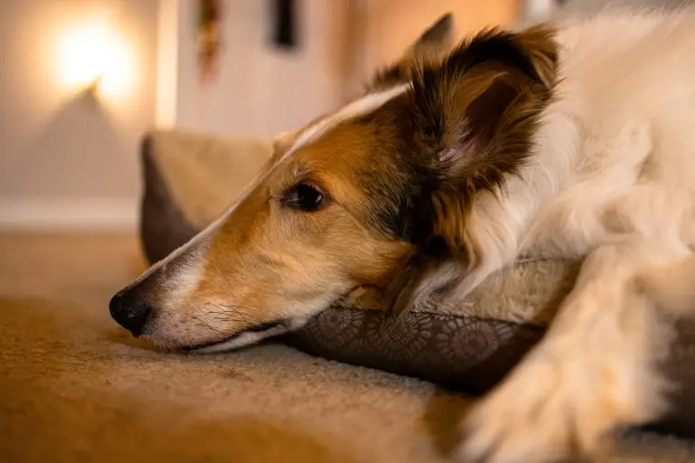 Blogs 2 How to Help a Dog With Separation Anxiety