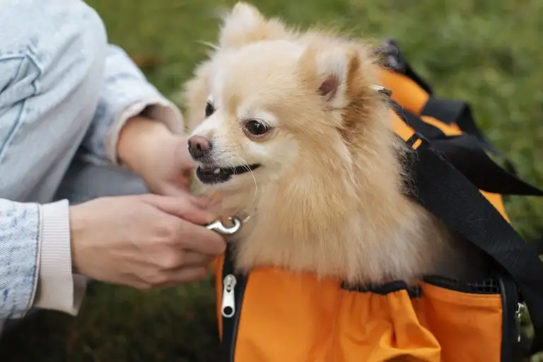 How to Prepare Your Dog for Boarding