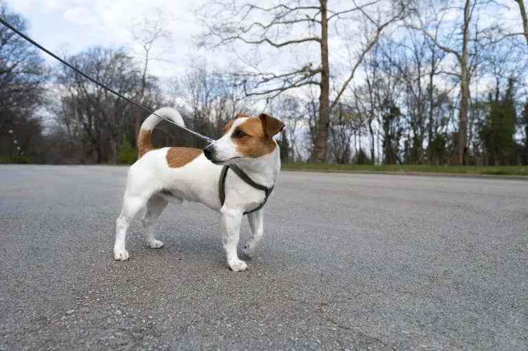 How to Stop a Dog From Pulling on the Leash