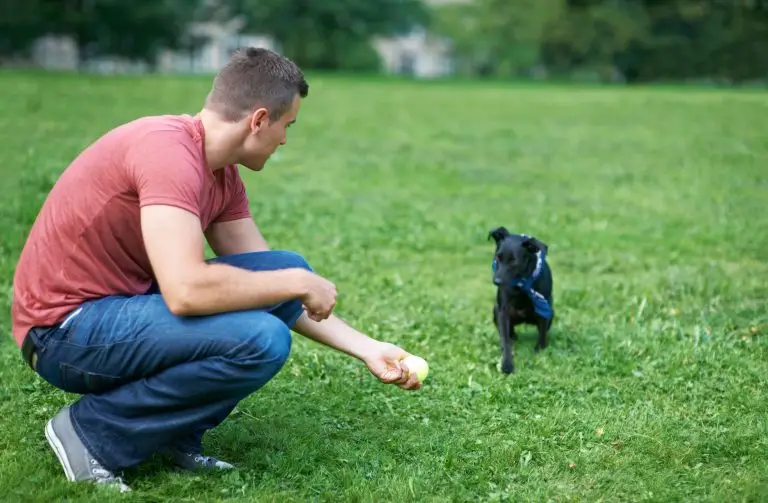 Train a Dog to Come
