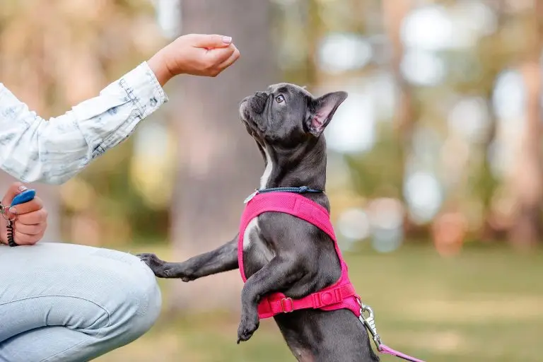 Train a Dog to Recall