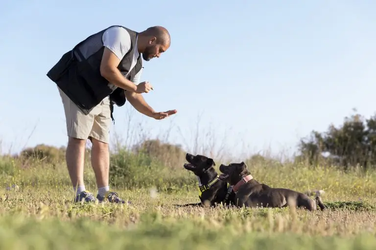 Blogs 2 Train a Dog to Stay
