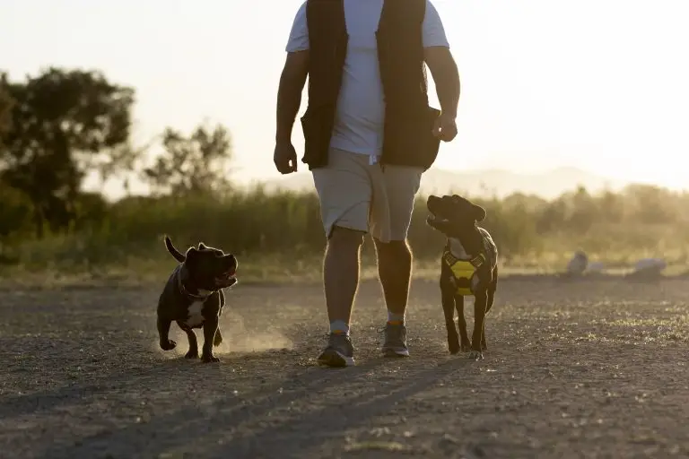 Blogs 3 Train a Dog to Heel