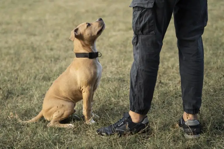 Train Your Dog to Sit