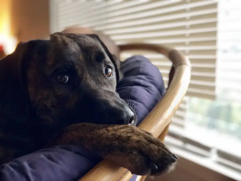 Stress and Anxiety in Dogs