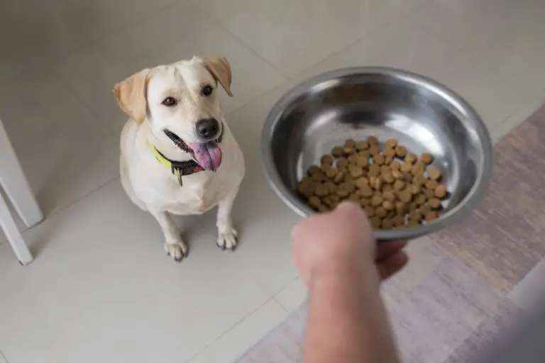 Blogs 3 Weight Management Dog Food