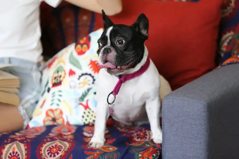 Best Dog Breeds for Apartments