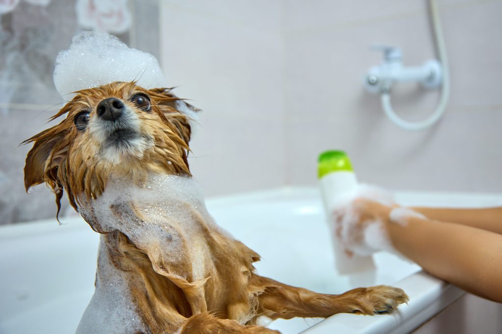 Can You Use Human Shampoo on Dogs? 1 Can You Use Human Shampoo on Dogs