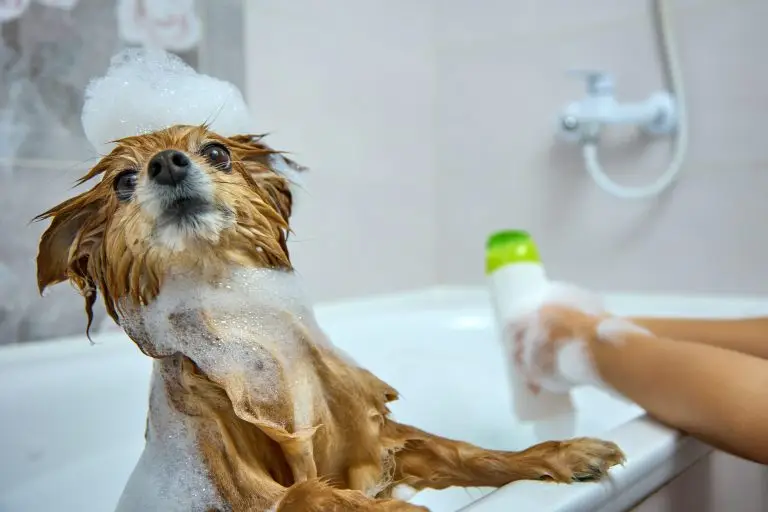 Can You Use Human Shampoo on Dogs