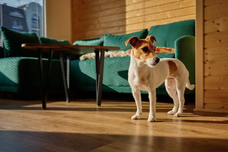 Blogs 5 Best Dog Breeds for Apartments