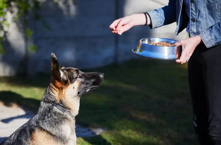Blogs 8 Dog Food Guarding Training
