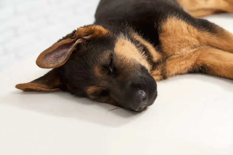 Blogs 7 Dog Boarding Cost Overnight