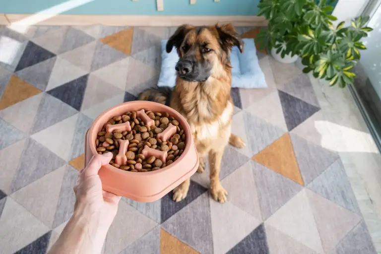 Blogs 9 Resource Guarding Dog Training