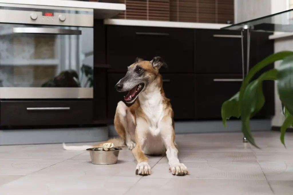 What Causes Resource Guarding in Dogs? 1 Causes Resource Guarding in Dogs?