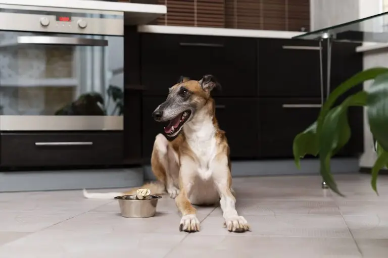 Causes Resource Guarding in Dogs?