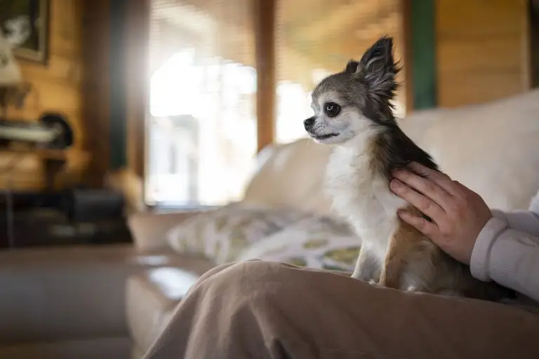 Blogs 3 Best Small Dog Breeds for Apartment Living