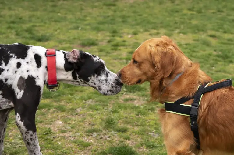 Blogs 7 How to Introduce Two Dogs to Each Other