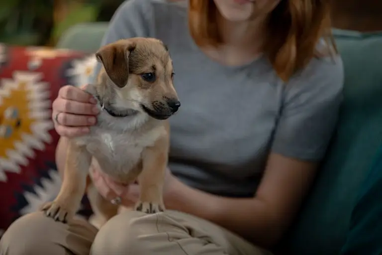 How to Socialize a Puppy Properly