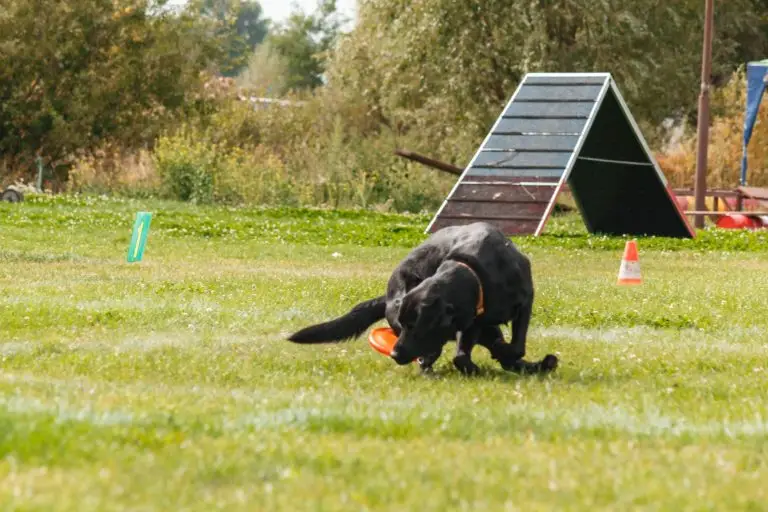 Blogs 4 How to Tire Out a High-Energy Dog