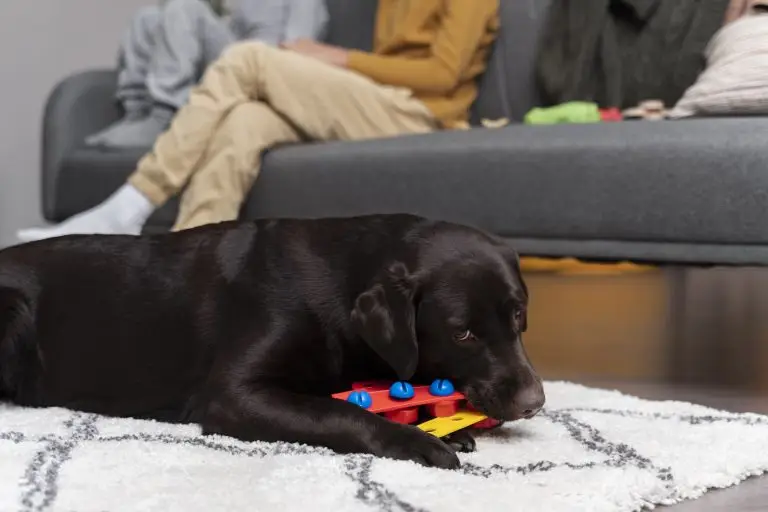 Blogs 6 What Mental Stimulation Does Your Dog Need