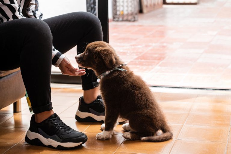 Blogs 5 Puppy Training Timeline by Age