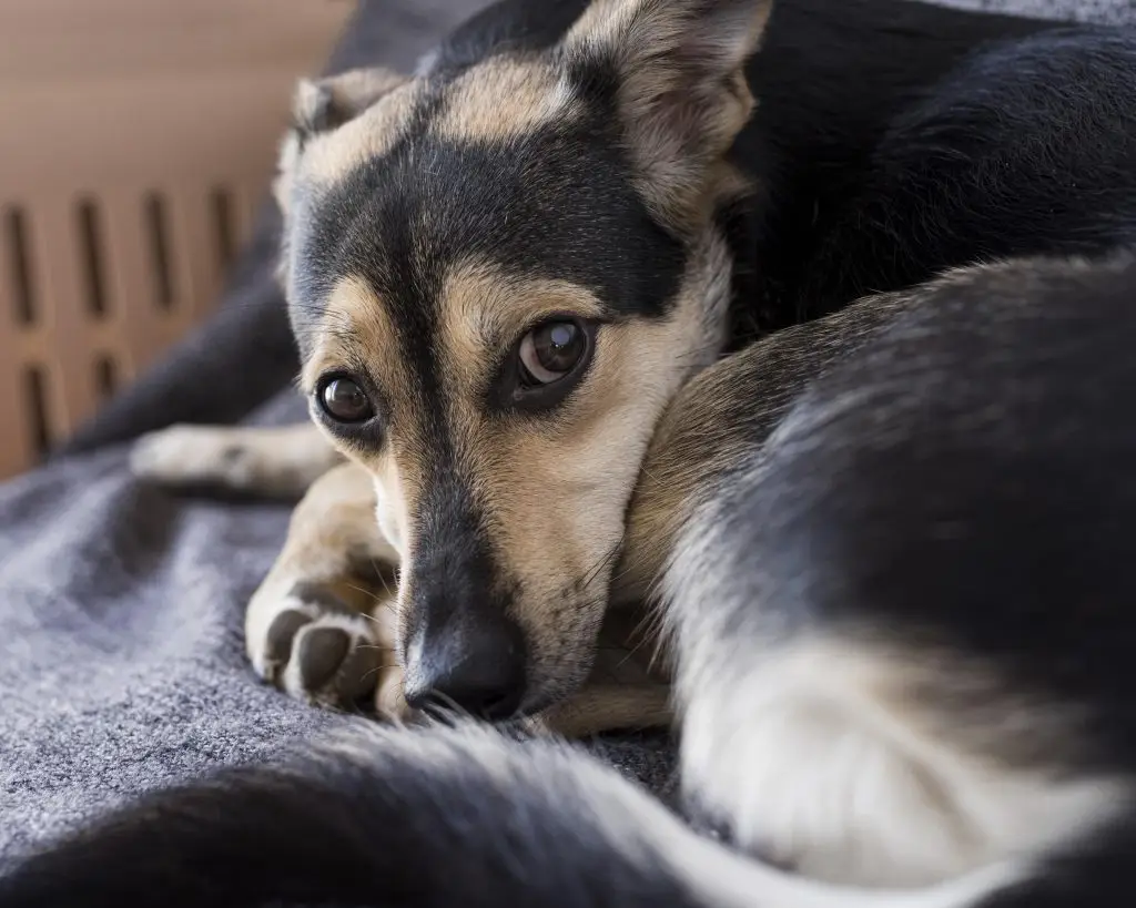 Signs Your Dog May Have Separation Anxiety 1 Signs Your Dog May Have Separation Anxiety