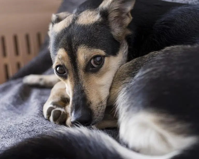 Signs Your Dog May Have Separation Anxiety
