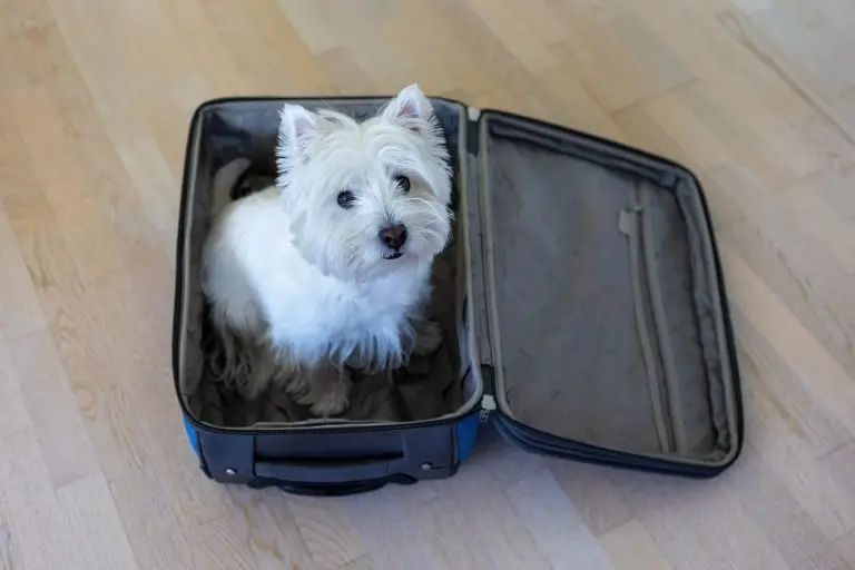 Blogs 2 What to Pack for Dog Boarding