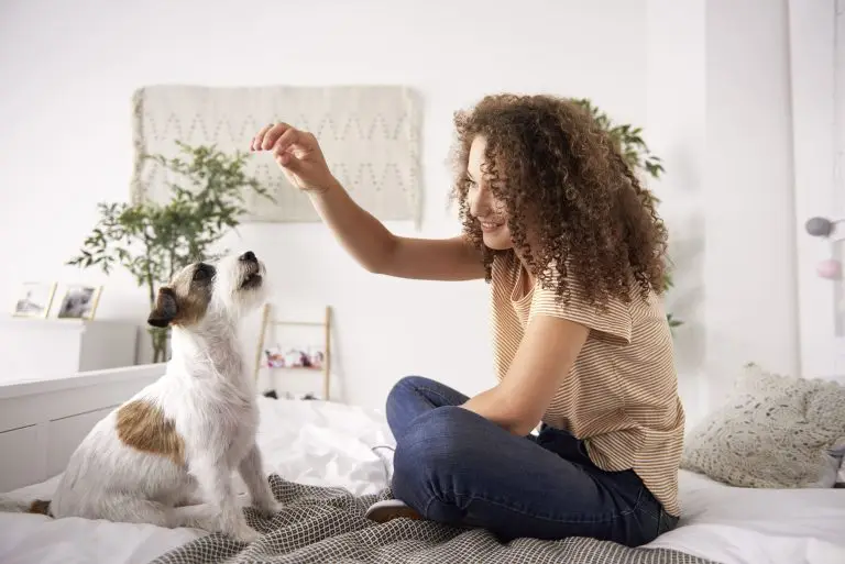 Blogs 5 Best Dog Breeds for First-Time Owners