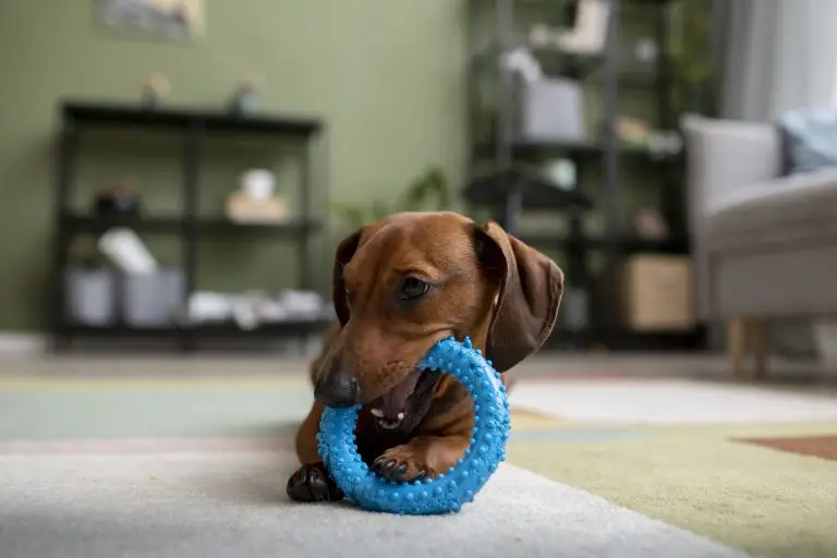 Best Interactive Toys for Dog Enrichment