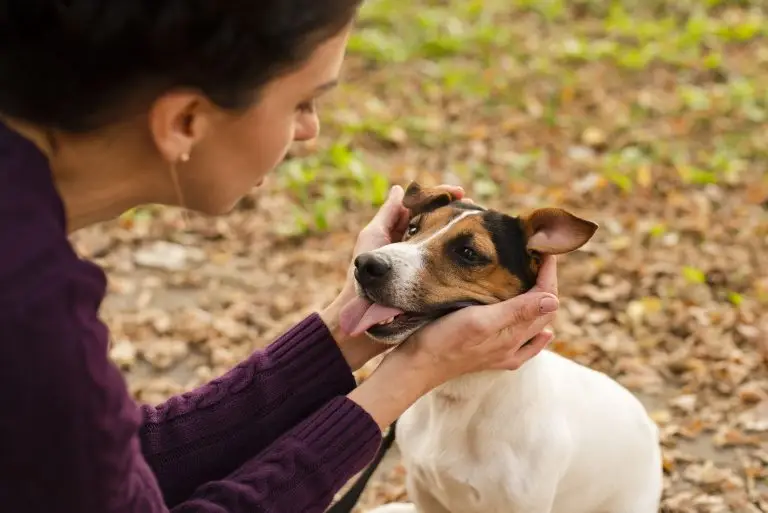 Blogs 6 Dog Daycare vs Dog Walker