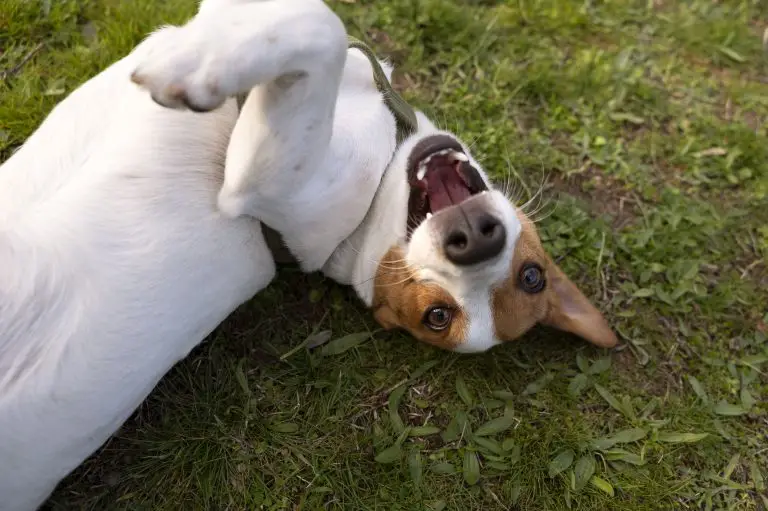 Blogs 4 Healthy Routine for Your Dog