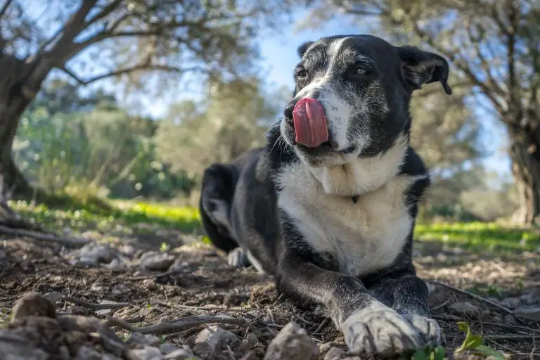 How Much Exercise Does a Senior Dog Need