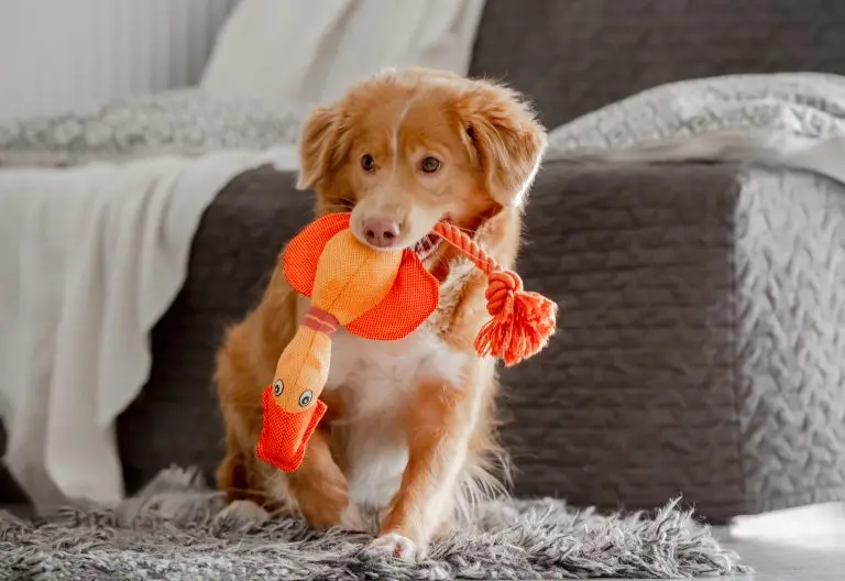 Blogs 2 How Often Should You Replace Dog Toys