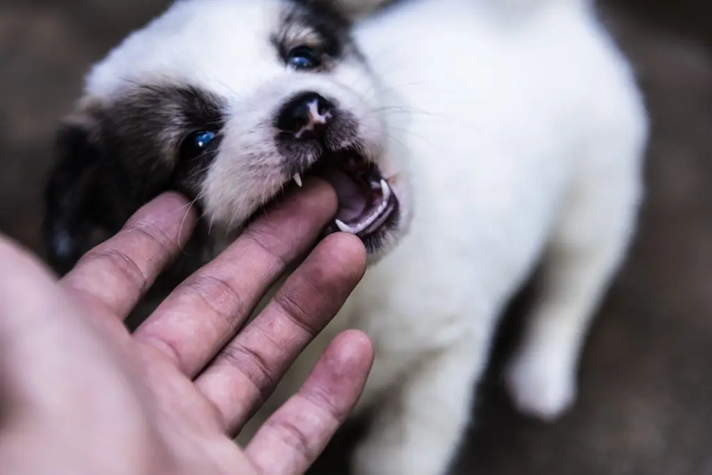 How to Stop Puppy Biting Without Punishment? A Guide by Golden Paw Pet Services 1 How to Stop Puppy Biting Without Punishment