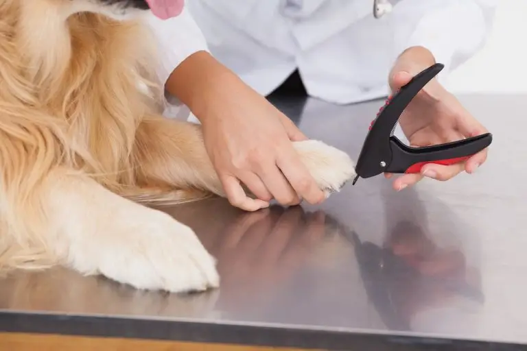 Blogs 7 How to Prepare Your Dog for First Grooming