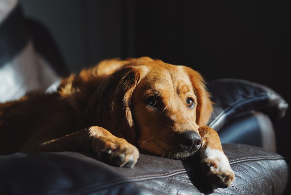 Signs Your Dog Is Bored and Needs More Enrichment 1 Signs Your Dog Is Bored and Needs Enrichment