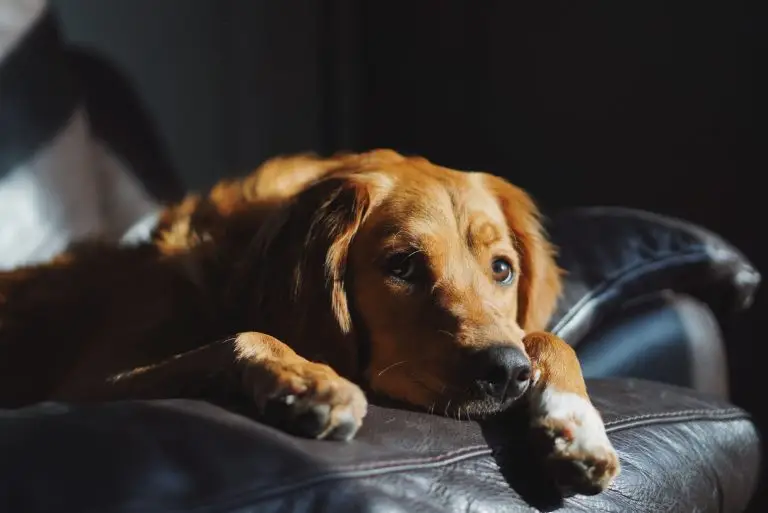 Signs Your Dog Is Bored and Needs Enrichment