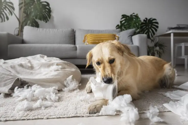 Blogs 2 Signs Your Dog Is Stressed