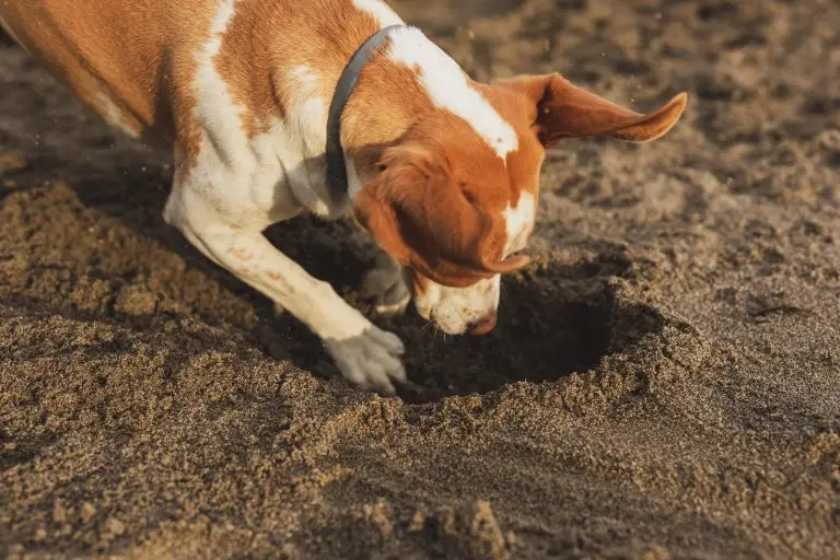 Why Dogs Dig and How to Stop It